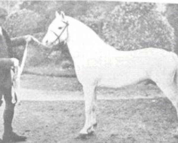 horse Greylight (Welsh mountain pony (SEK.A), 1900, from Dyoll Starlight)
