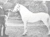 stallion Greylight (Welsh mountain pony (SEK.A), 1900, from Dyoll Starlight)