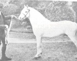 Deckhengst Greylight (Welsh Mountain Pony (Sek.A), 1900, von Dyoll Starlight)