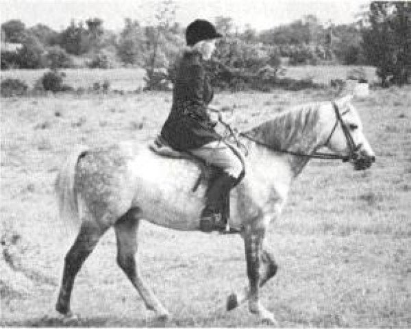 Deckhengst Cusop Sheriff (Welsh Pony (Sek.B), 1959, von Cusop Call Boy)