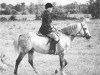 stallion Cusop Sheriff (Welsh-Pony (Section B), 1959, from Cusop Call Boy)