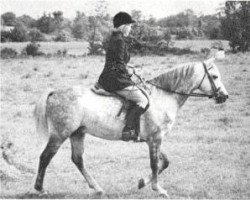 stallion Cusop Sheriff (Welsh-Pony (Section B), 1959, from Cusop Call Boy)