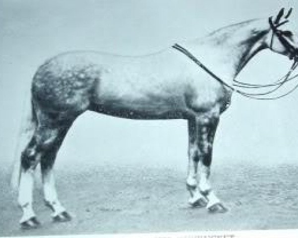 horse Dunducket (British Riding Pony, 1927, from Crosbie ox)
