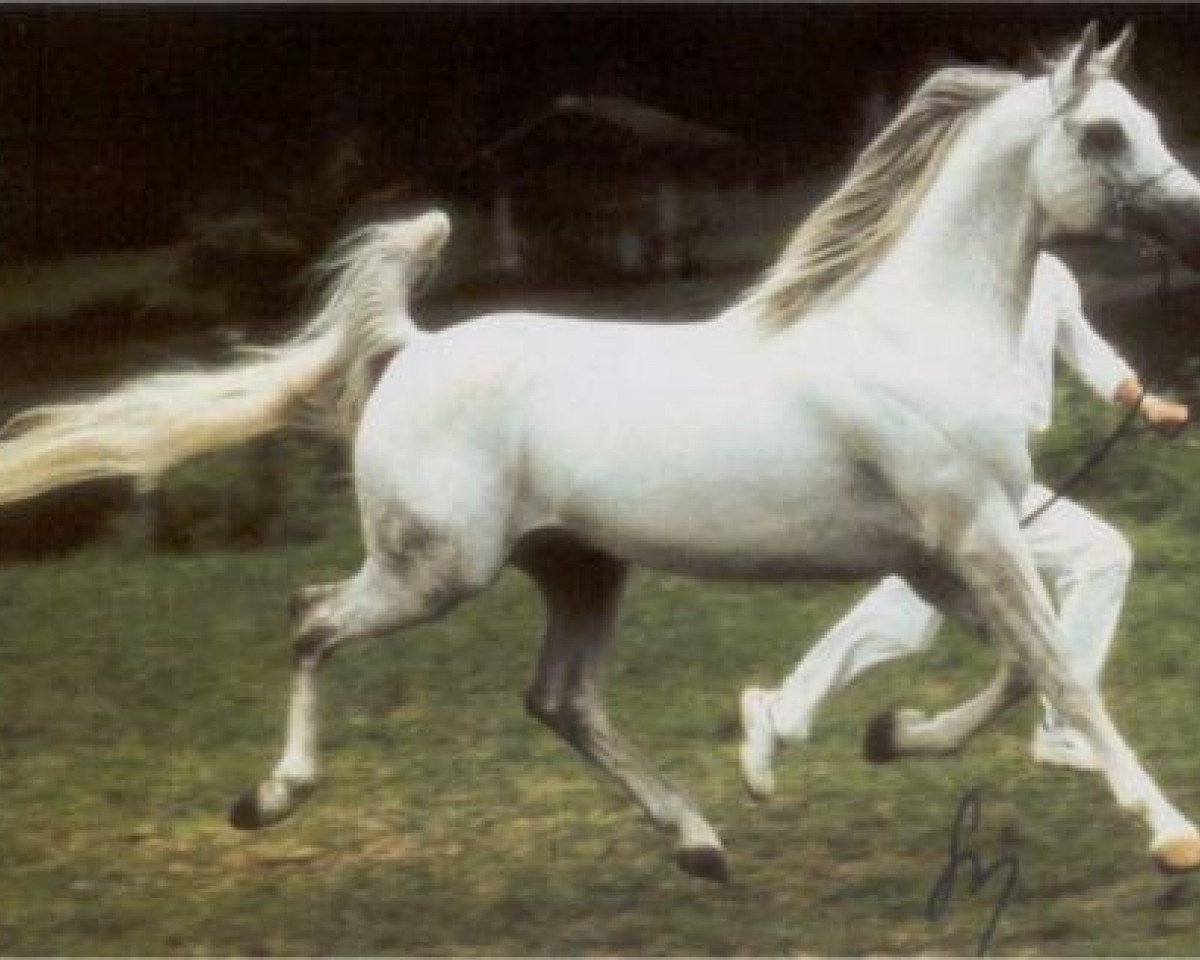 Deckhengst Monitor 1988 ox (Vollblutaraber, 1988, von Nimroz ox)