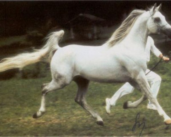 stallion Monitor 1988 ox (Arabian thoroughbred, 1988, from Nimroz ox)