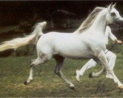 stallion Monitor 1988 ox (Arabian thoroughbred, 1988, from Nimroz ox)