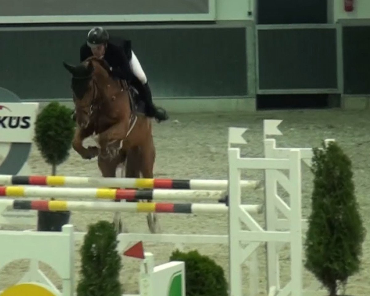 jumper Cordalis 8 (Holsteiner, 2007, from Corrado I)