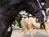 dressage horse Lauris AS (Oldenburg, 2006, from Lauries As)