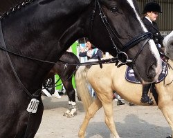 dressage horse Lauris AS (Oldenburg, 2006, from Lauries As)