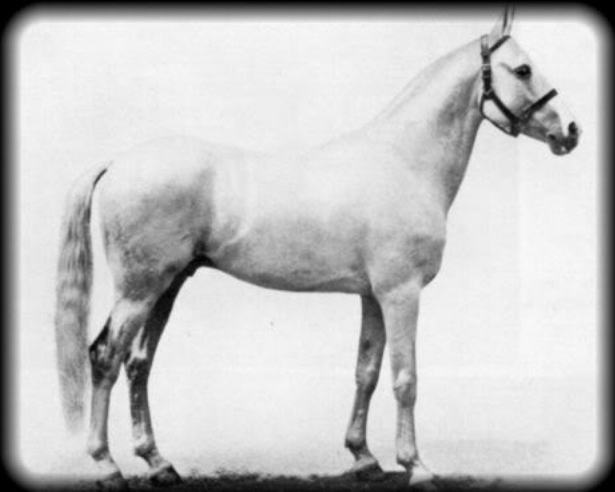 Deckhengst Crosbie ox (Vollblutaraber, 1905, von Sivanik Storm)