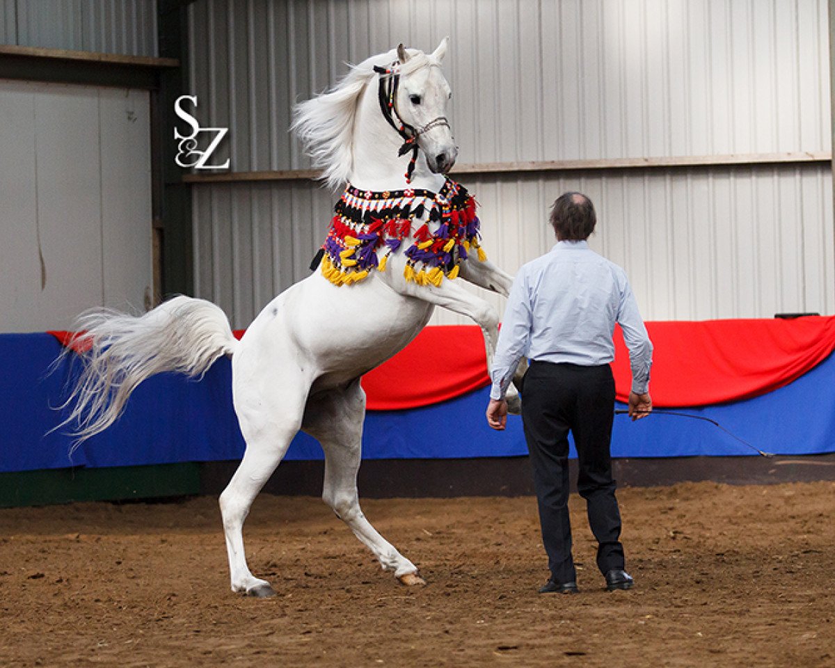 stallion Lobeke ox (Arabian purebred, 1992, from Fiolek ox)