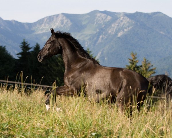 horse Marsala 13 (Heavy Warmblood, 1988, from Marmorstein)