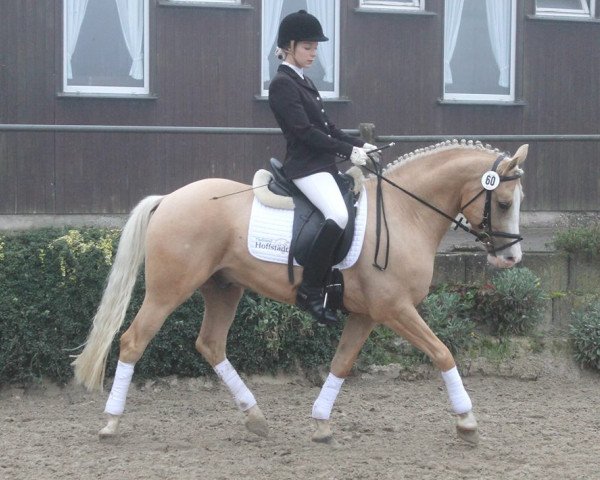 dressage horse Cupido (German Riding Pony, 2009, from Top Champy)