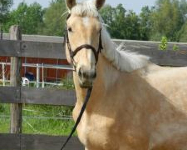 Pferd Sunshine (Ungarisches Warmblut, 2010)