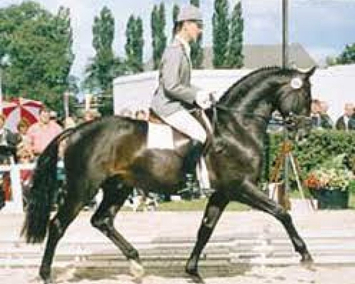 stallion Salvano (Hanoverian, 1984, from Salem 4258)
