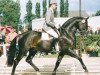 stallion Salvano (Hanoverian, 1984, from Salem 4258)