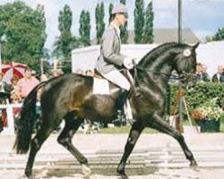 stallion Salvano (Hanoverian, 1984, from Salem 4258)