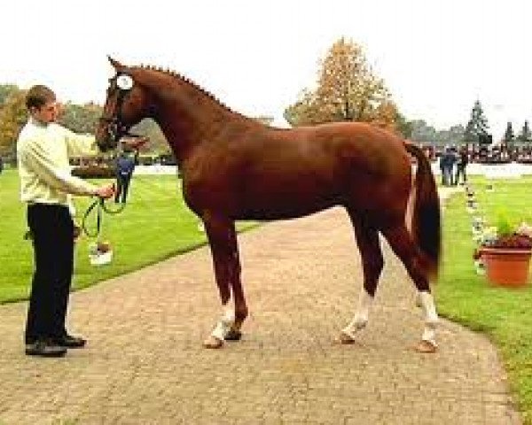 stallion Don Presidente (Hanoverian, 2005, from Dauphin)