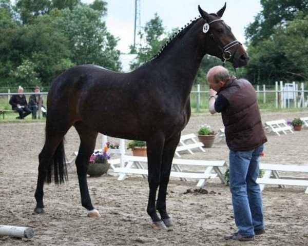 broodmare Dharinka (Westphalian, 2009, from Diarado)