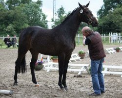 broodmare Dharinka (Westphalian, 2009, from Diarado)