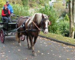 horse Felix (Black Forest Fox, 2009, from Feldsee)