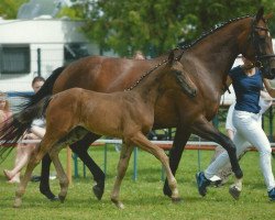 dressage horse Princessa (Bavarian, 2014, from Decurio 3)