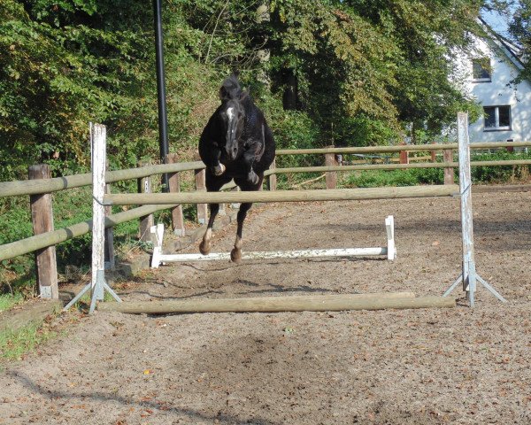 horse Nele (German Riding Pony, 2000, from Night-Star III)