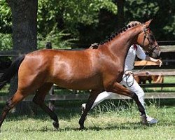 Zuchtstute Raja FortunA (Nederlands Rijpaarden en Pony, 2009, von Zodiak)