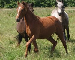 Deckhengst Nyholts Troublemaker (Dänisches Reitpony, 2013, von Charming-Boy Se.M.)