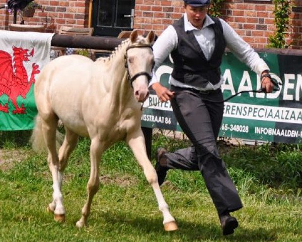 broodmare Veenstra's Ibiza (Nederlands Rijpaarden en Pony, 2013, from Desperado)