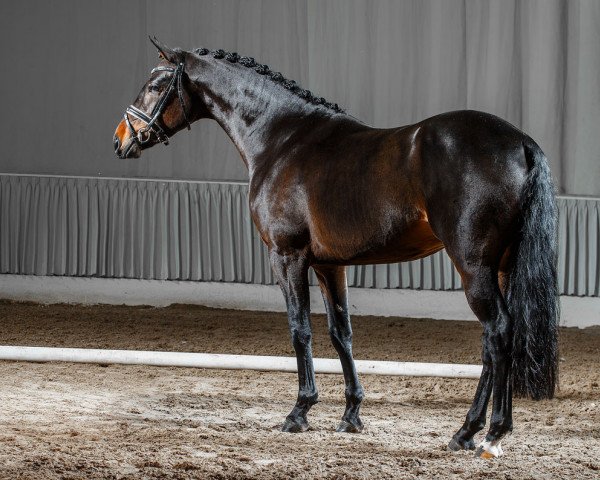 stallion Great Gatsby P (German Riding Pony, 2011, from Gold of Capri)
