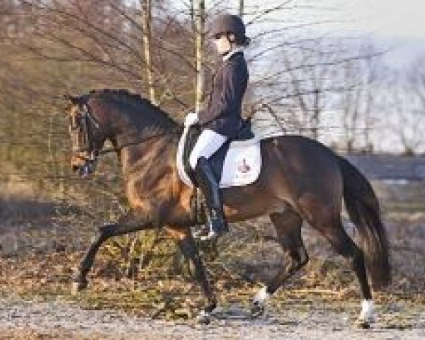 stallion Wengelo's Ricardo (Nederlands Welsh Ridepony, 2002, from Coelenhage's Purioso)