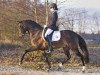 stallion Wengelo's Ricardo (Nederlands Welsh Ridepony, 2002, from Coelenhage's Purioso)