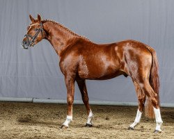 Dressurpferd Top Monacco (Deutsches Reitpony, 2011, von Top Carlos Cassini)