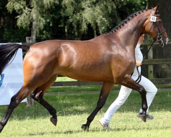 Pferd Fanwartine (Nederlands Rijpaarden en Pony, 2010, von Jodokus)