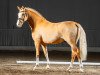 dressage horse Joslehofs Daikiri (German Riding Pony, 2012, from Diors Daikiri)