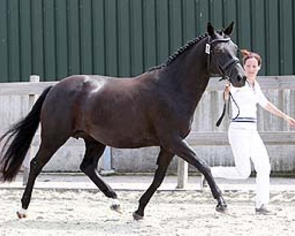 horse Buur's Mexx (Nederlands Rijpaarden en Pony, 2007, from Kasparow)