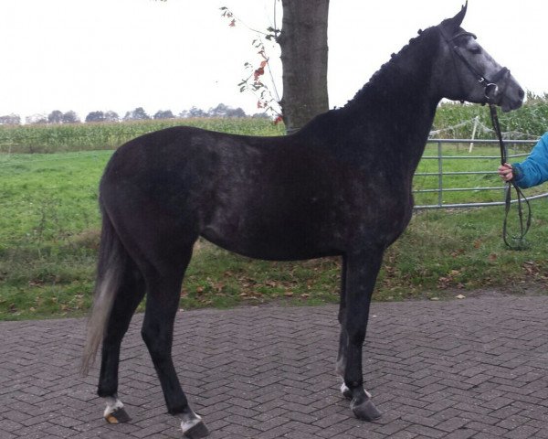 broodmare Zelabia (Polish Warmblood, 2010, from Bonsun)