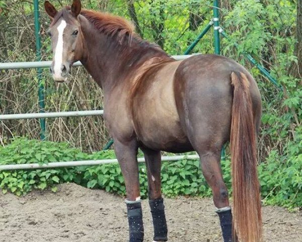 dressage horse Floria Tosca (Westphalian, 1997, from Faveur)