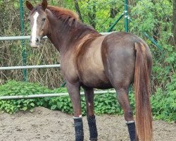 dressage horse Floria Tosca (Westphalian, 1997, from Faveur)