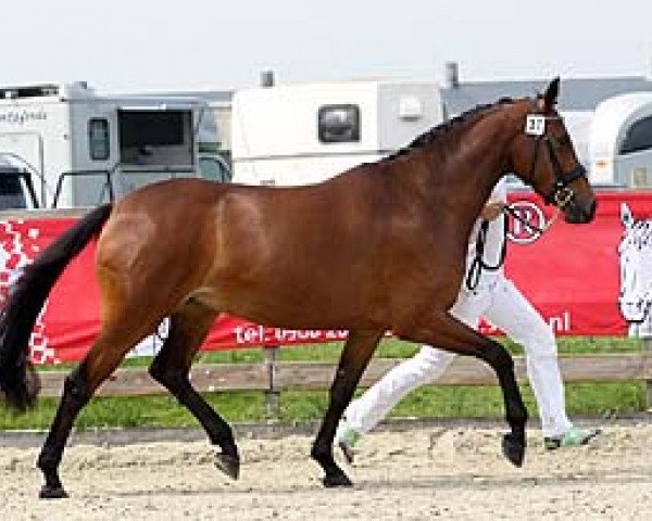 dressage horse Ginn (Nederlands Rijpaarden en Pony, 2011, from Karolus van Wittenstein)