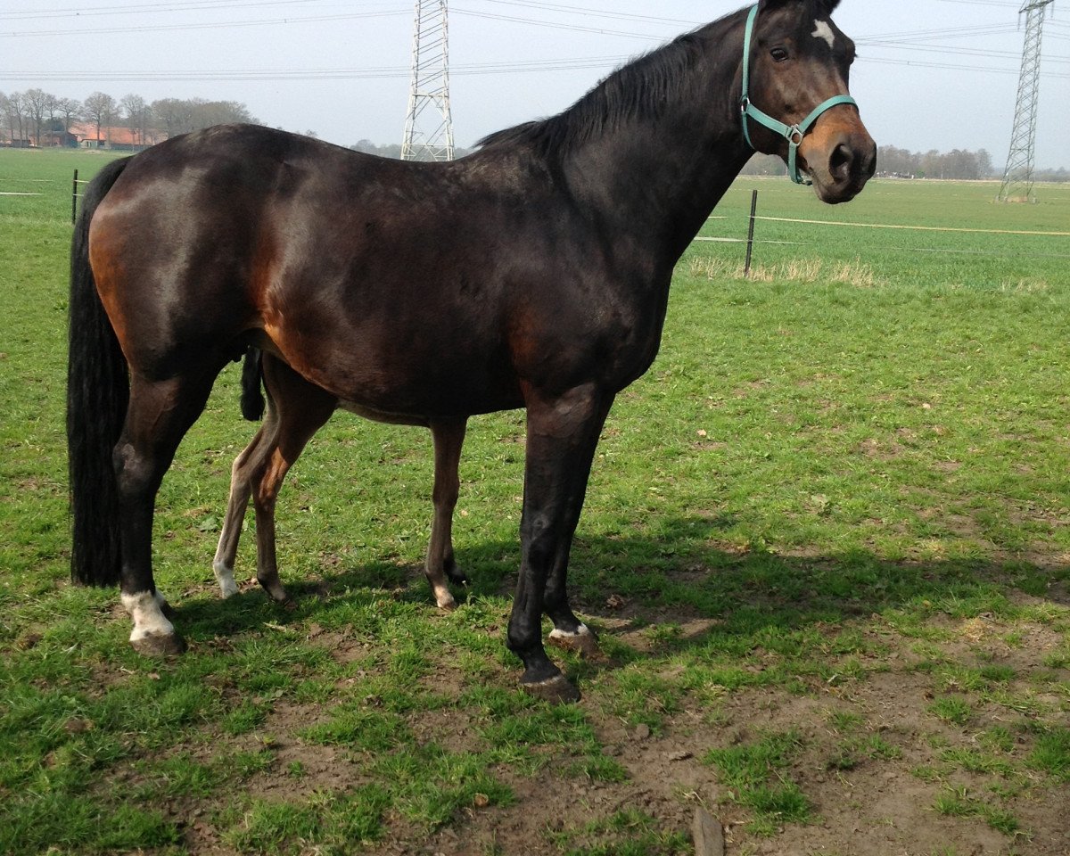 broodmare Florentina (Westphalian, 1998, from Florestan I)