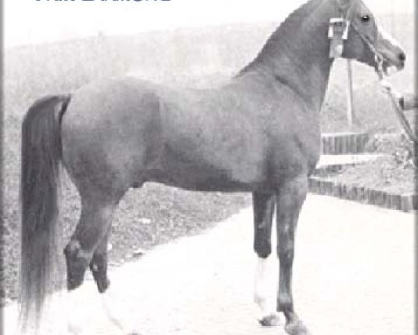 stallion Fair Diamond ox (Arabian thoroughbred, 1969, from Blue Diamond ox)