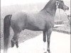 stallion Fair Diamond ox (Arabian thoroughbred, 1969, from Blue Diamond ox)