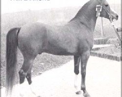 Deckhengst Fair Diamond ox (Vollblutaraber, 1969, von Blue Diamond ox)