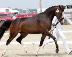 Pferd Saqueenah (Nederlands Rijpaarden en Pony, 2011, von FS Pearcy Pearson)