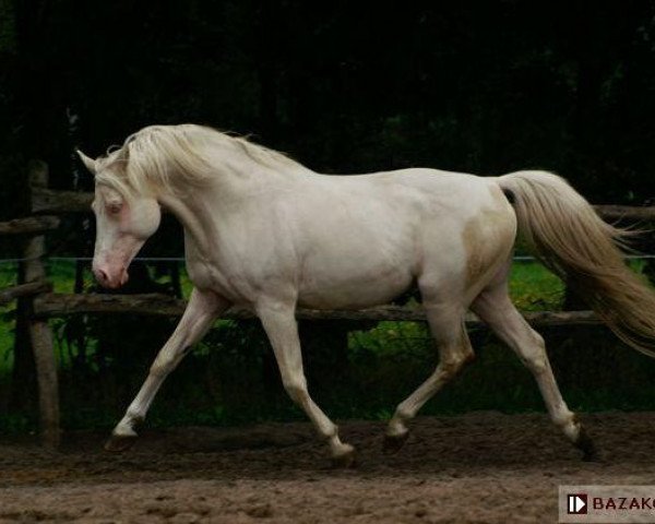 stallion Bonsun (Polish Warmblood, 1995, from Bastion)