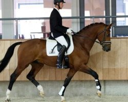 dressage horse Jefferson (KWPN (Royal Dutch Sporthorse), 2011, from Glock's Johnson Tn)