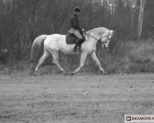 broodmare Zelandia (Polish Warmblood, 2000, from Bonsun)