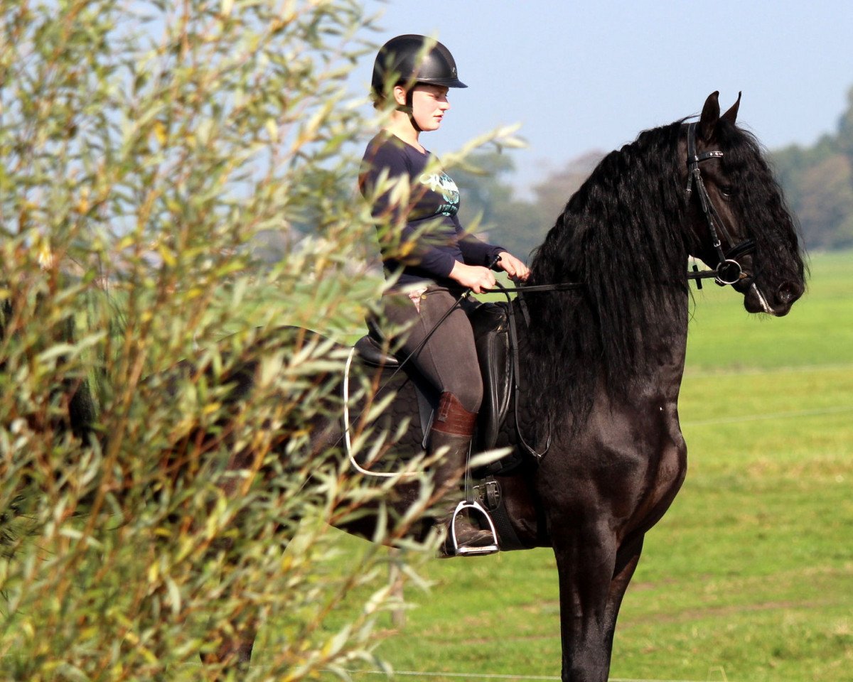 stallion Jesse (Friese, 2011, from Leffert 306)